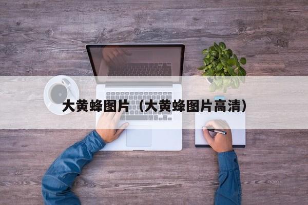大黄蜂图片（大黄蜂图片高清）